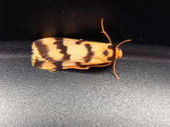 Tigrioides alterna