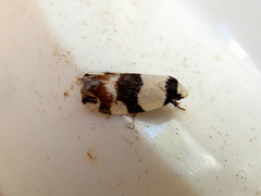 Zonopetala decisana