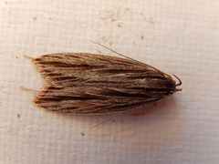 Leistarcha scitissimella