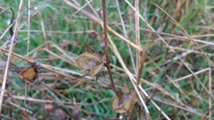 Helianthemum ledifolium