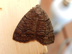 Dysbatus stenodesma