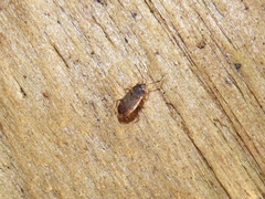 Cryphula trimaculata