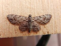 Sigilliclystis insigillata