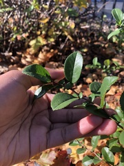 Chaenomeles japonica