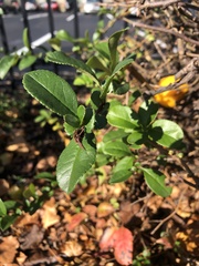 Chaenomeles japonica