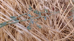 Polygonum aviculare depressum