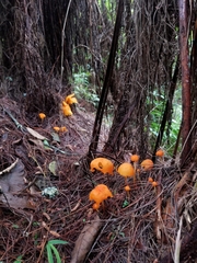 Hymenogloea papyracea