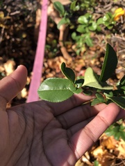 Chaenomeles japonica