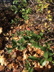 Chaenomeles japonica