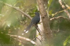 Phaenicophaeus viridirostris