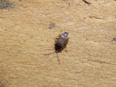 Cryphula trimaculata