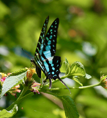 Graphium policenes