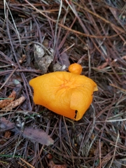 Hymenogloea papyracea