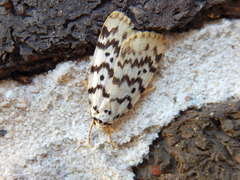 Hectobrocha pentacyma