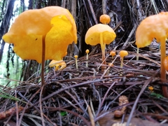 Hymenogloea papyracea