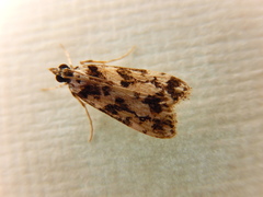 Eudonia aphrodes