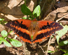 Charaxes cynthia kinduana