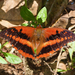Charaxes cynthia kinduana - Photo (c) Gaell Mainguy, some rights reserved (CC BY-NC-ND), uploaded by Gaell Mainguy