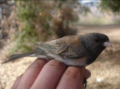 Junco hyemalis