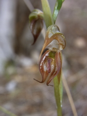 Pterostylis hamata