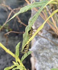 Danaus plexippus