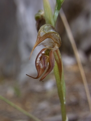 Pterostylis hamata