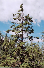 Cupressus montana