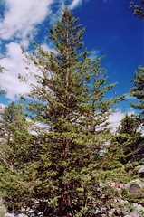 Cupressus montana