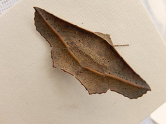 Oenochroma vetustaria