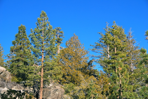 San Pedro cypress