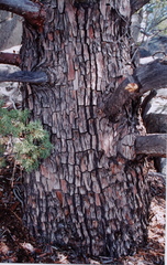 Cupressus montana