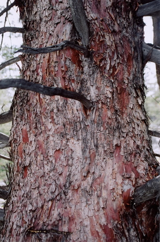 San Pedro cypress