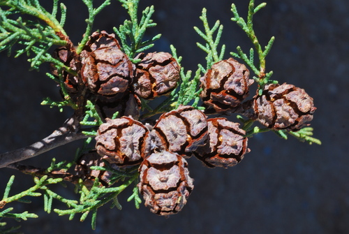 San Pedro cypress