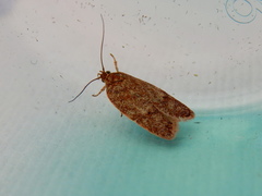 Garrha atoecha