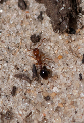 Formicoxenus nitidulus