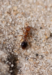 Formicoxenus nitidulus