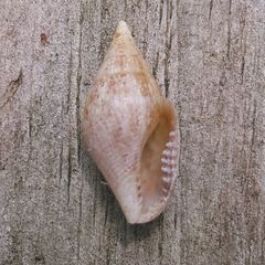 Columbella rusticoides