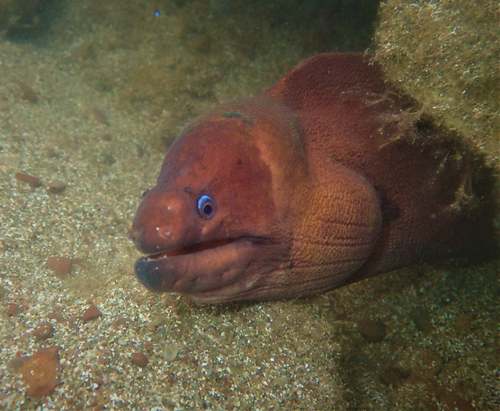 Photo of Brown moray (Gymnothorax unicolor)