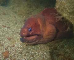 Gymnothorax unicolor
