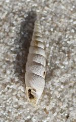 Alinda biplicata