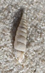 Alinda biplicata