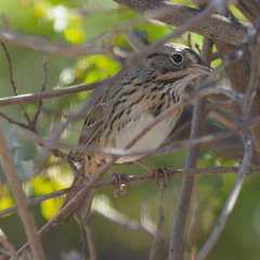 Melospiza lincolnii