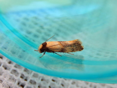 Euphiltra celeteria