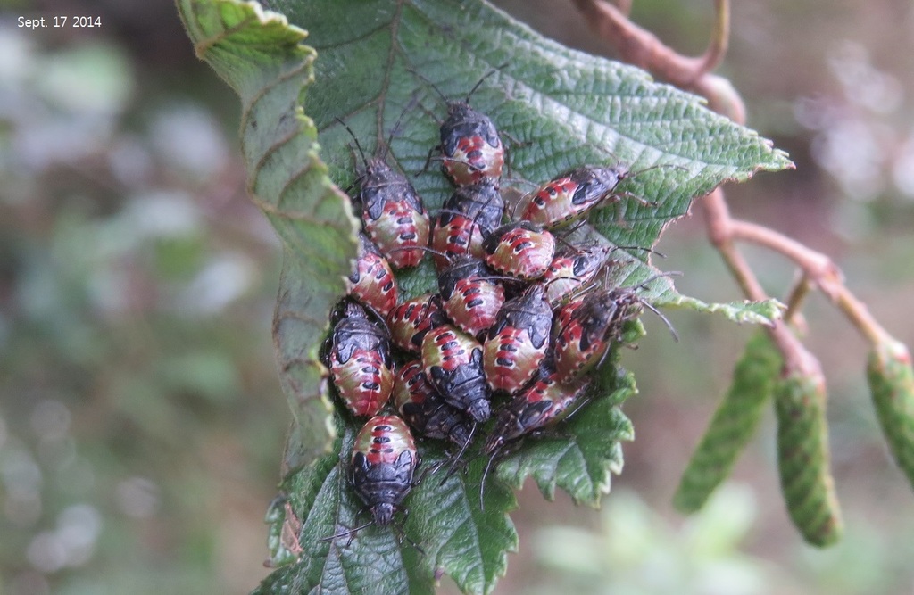 Sastragala esakii