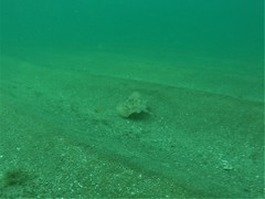 Urobatis concentricus