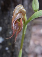 Pterostylis hamata