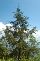 Cupressus benthamii