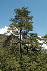 Cupressus benthamii