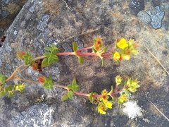 Chaetolepis microphylla