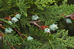 Cupressus benthamii